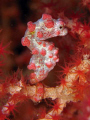   One Tulambens many Pygmy Seahorses holding tightly his Gorgonian. Canon A640 Gorgonian  